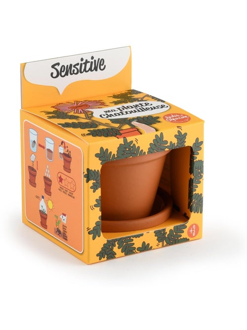 Je fais pousser mon Mimosa pudica - Kiabi