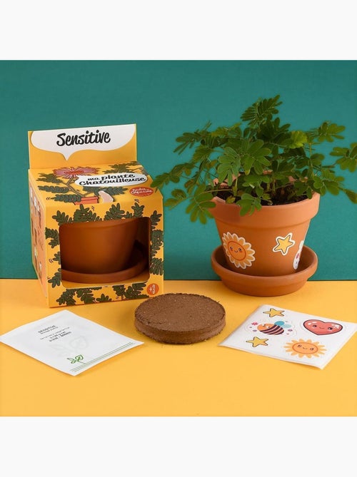 Je fais pousser mon Mimosa pudica - Kiabi