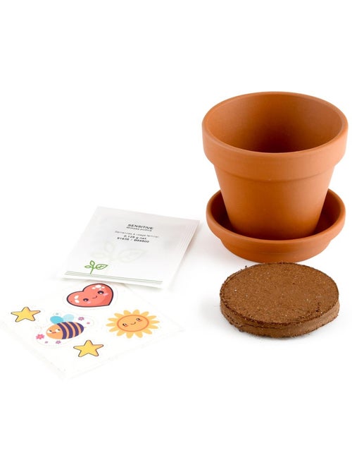 Je fais pousser mon Mimosa pudica - Kiabi