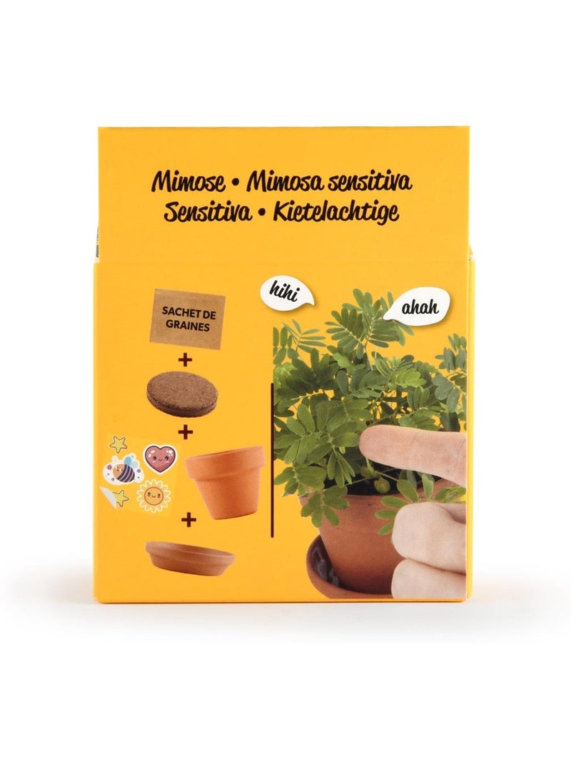 Je fais pousser mon Mimosa pudica Marron - Kiabi