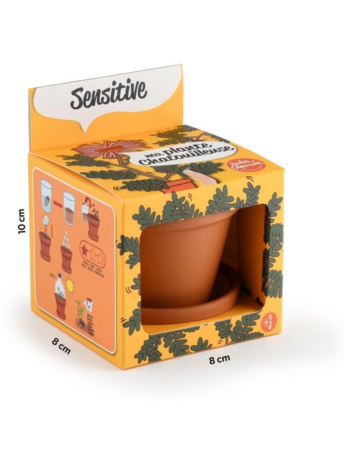 Je fais pousser mon Mimosa pudica - Kiabi