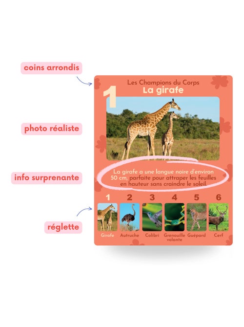 Jeu de 7 familles, les animaux rigolos - Kiabi