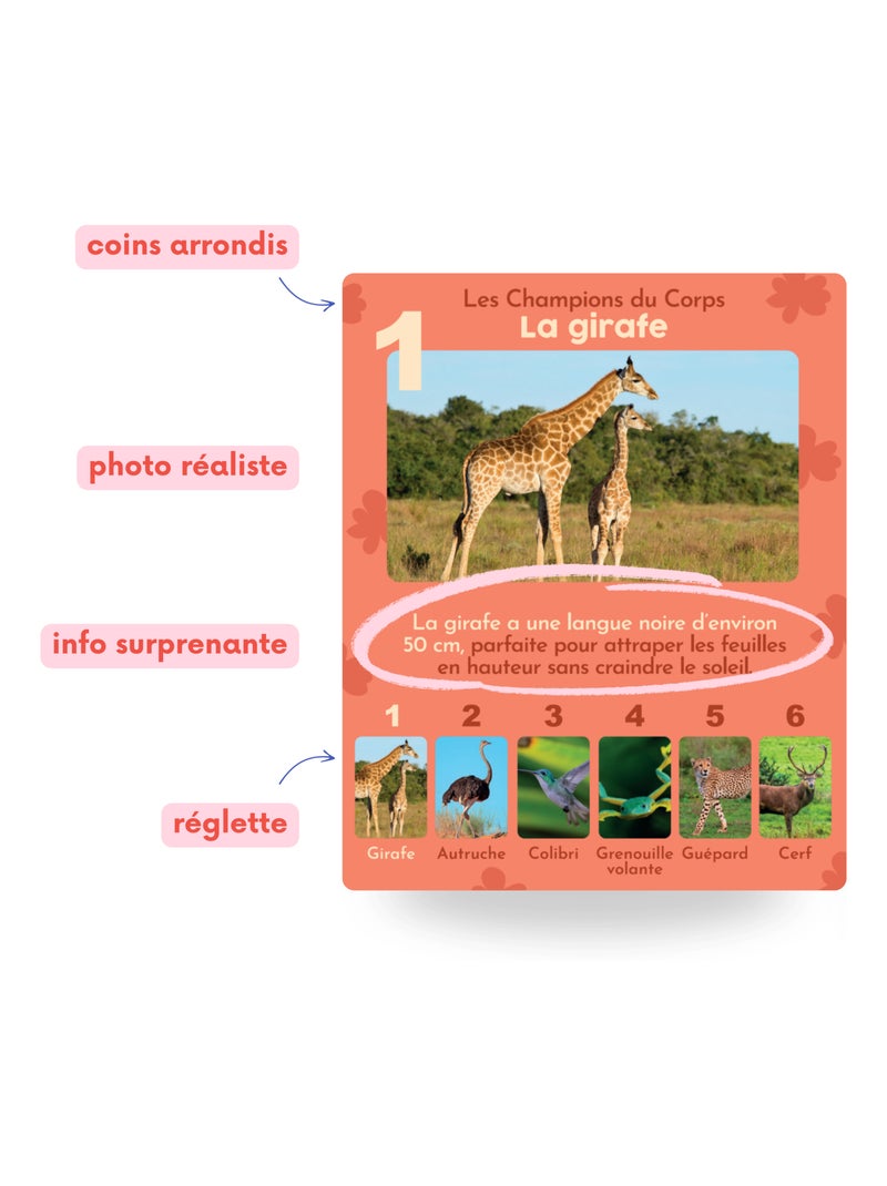 Jeu de 7 familles, les animaux rigolos Blanc Multicolore - Kiabi