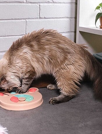 Jeu d'intelligence pour chien et chat