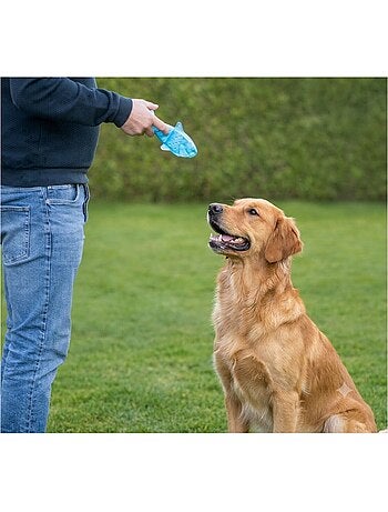 Jeu rafraîchissant poisson pour chien
