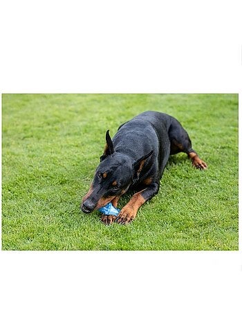 Jeu rafraîchissant poisson pour chien
