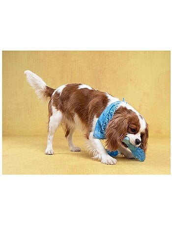 Jeu rafraîchissant poisson pour chien