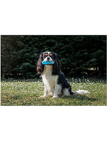 Jeu rafraîchissant snowy os pour chien