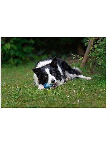 Jeu rafraîchissant snowy os pour chien