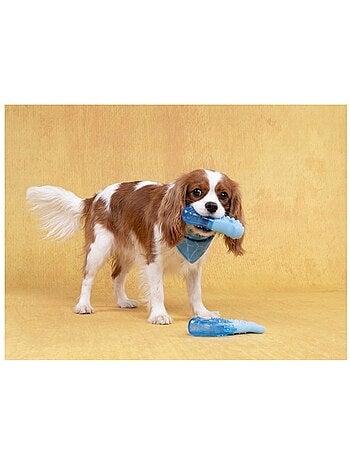 Jeu rafraîchissant snowy os pour chien