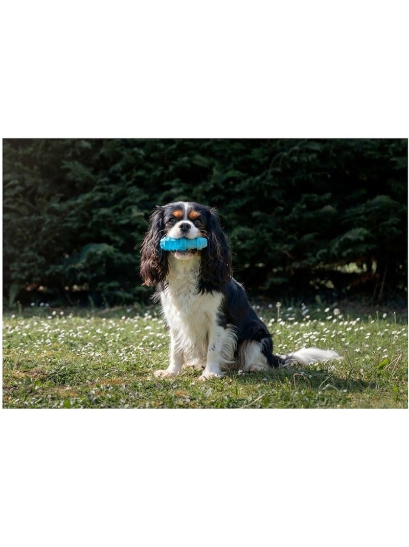 Jeu rafraîchissant Snowy os pour Chien Bleu - Kiabi