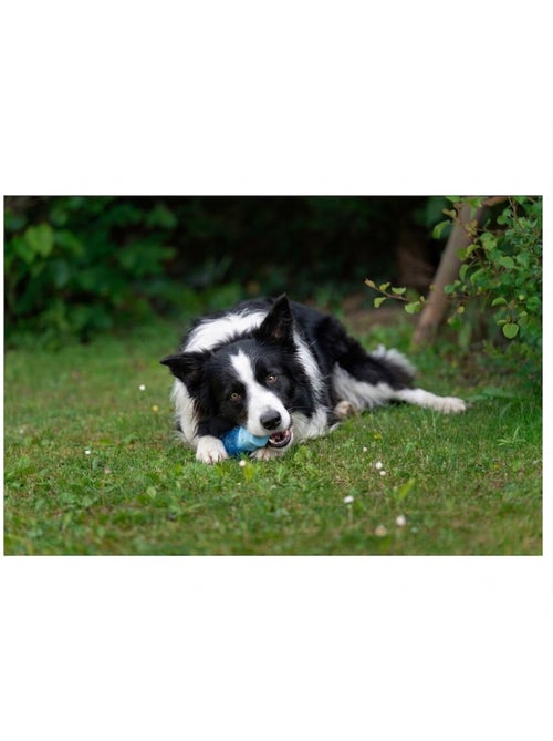 Jeu rafraîchissant Snowy os pour Chien - Kiabi