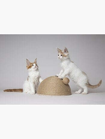 Jouet a griffer pour chat coupole en jute avec balle sonore