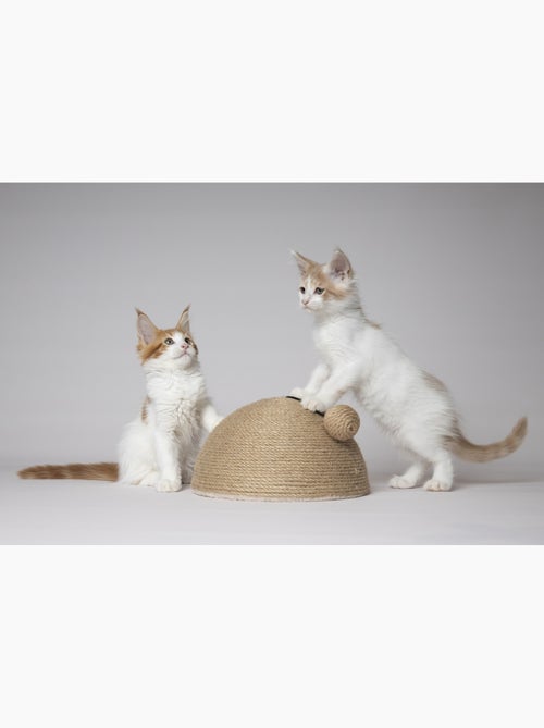 Jouet a Griffer pour Chat Coupole en Jute avec Balle Sonore - Kiabi