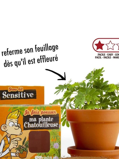 Kit de jardinage : Graines de Mimosa sensitive à faire pousser - Kiabi