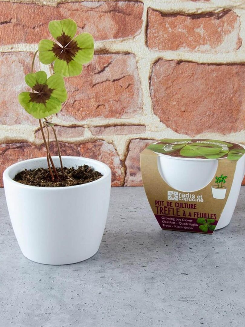Kit de jardinage : Pot céramique Trèfle à 4 feuilles - N/A - Kiabi