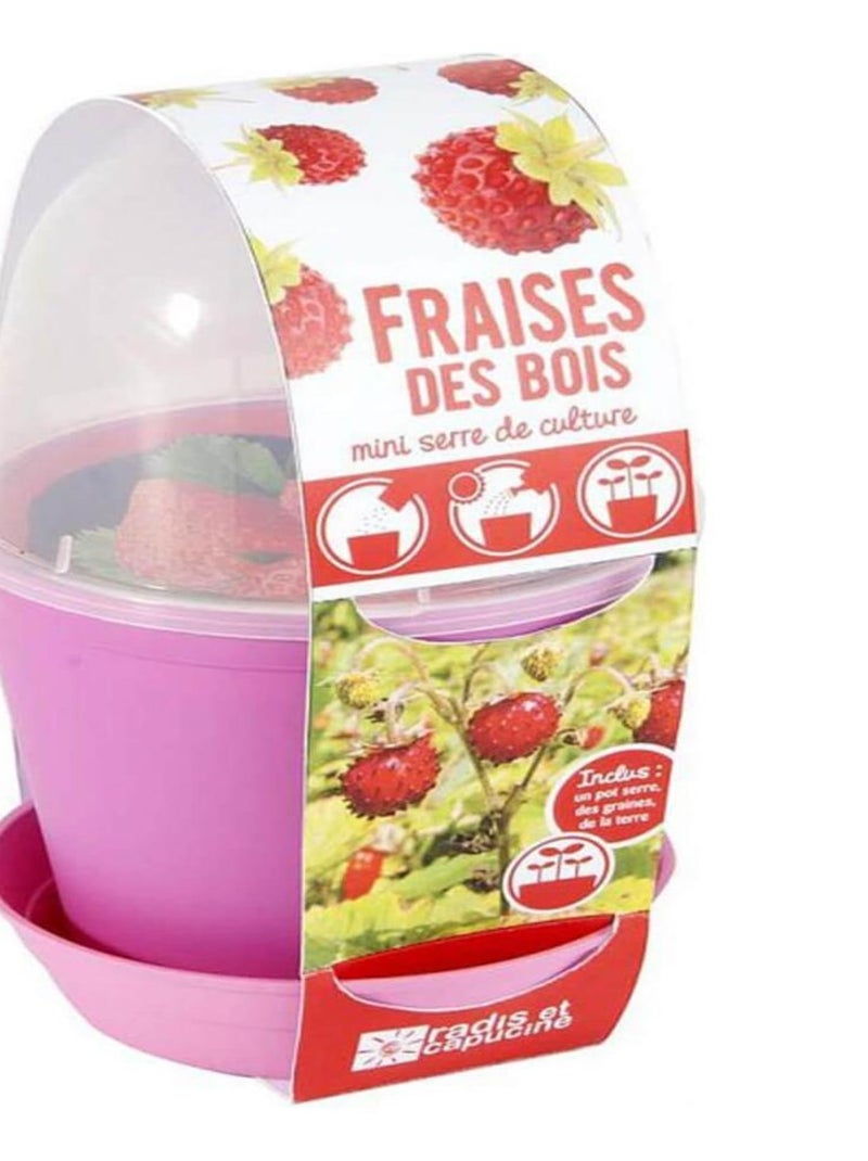 Kit de jardinage : Pot cloche Fraisiers N/A - Kiabi