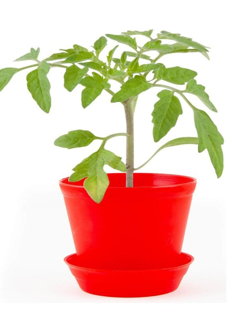 Kit de jardinage : Pot cloche Tomate cerise bio N/A - Kiabi