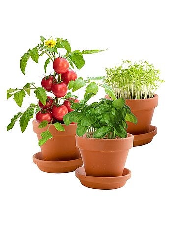 Kit de jardinage : Trio 3 pots plantes gourmandes bio - Kiabi