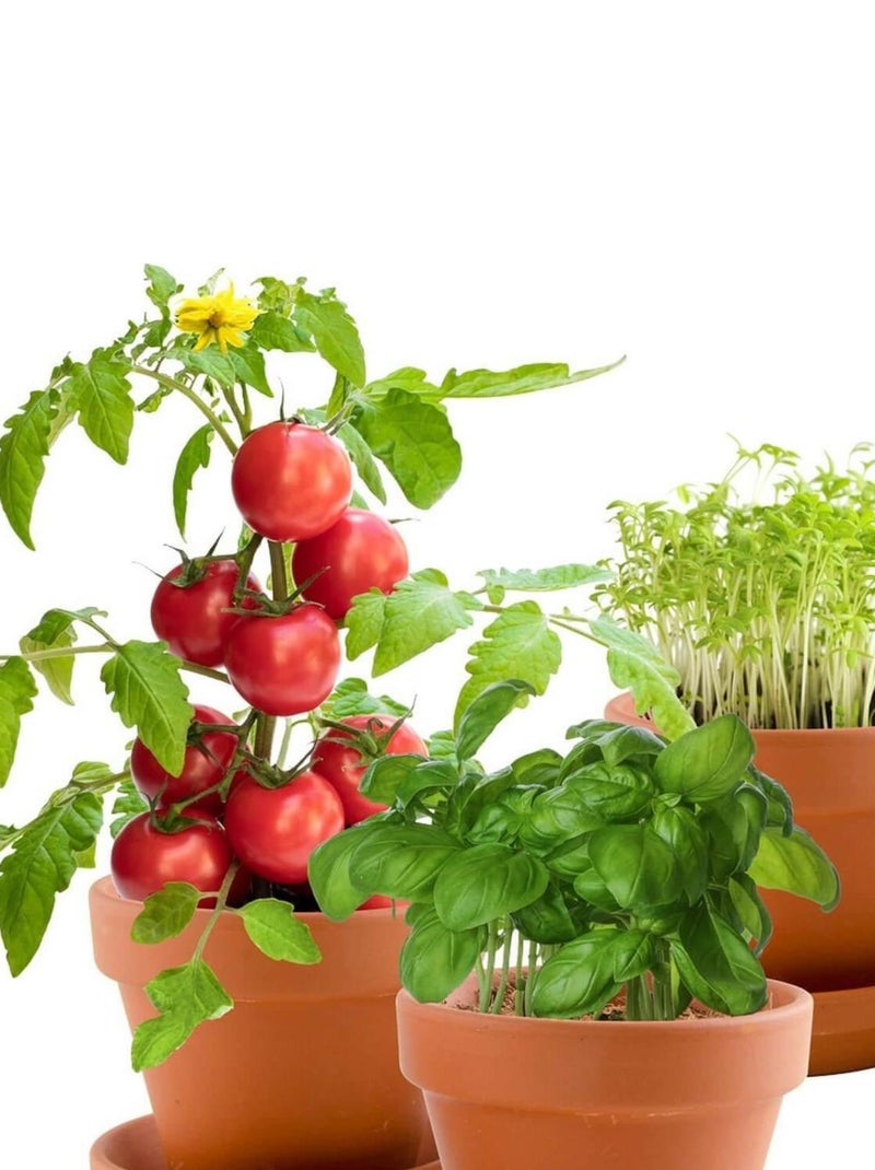Kit de jardinage : Trio 3 pots plantes gourmandes bio N/A - Kiabi