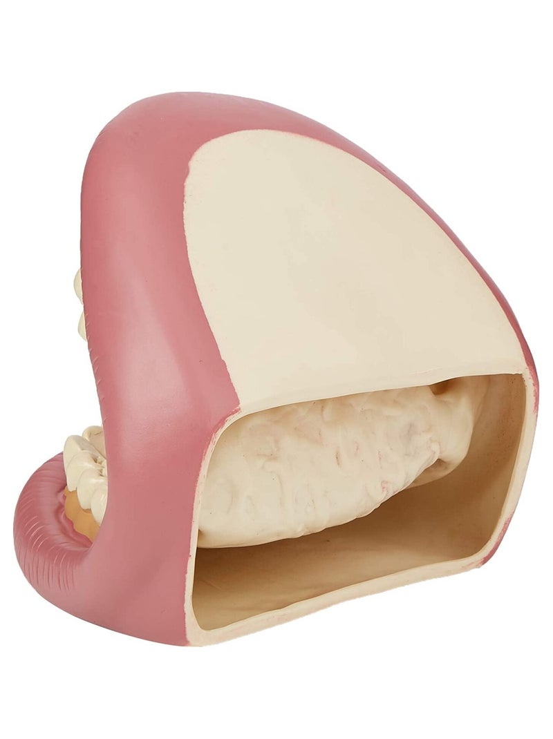 Kit géant de démonstration dentaire Rose - Kiabi