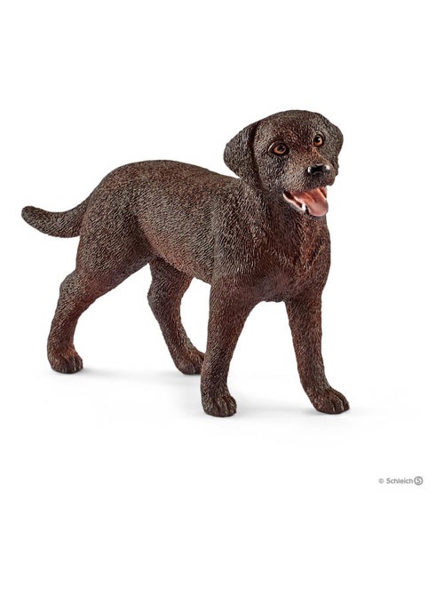 Labrador Retriever, femelle - Kiabi
