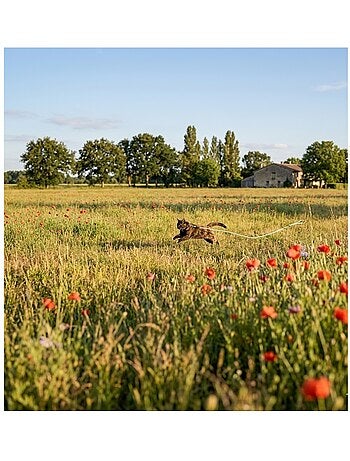 Laisse d'entraînement et a pister caspar pour chat