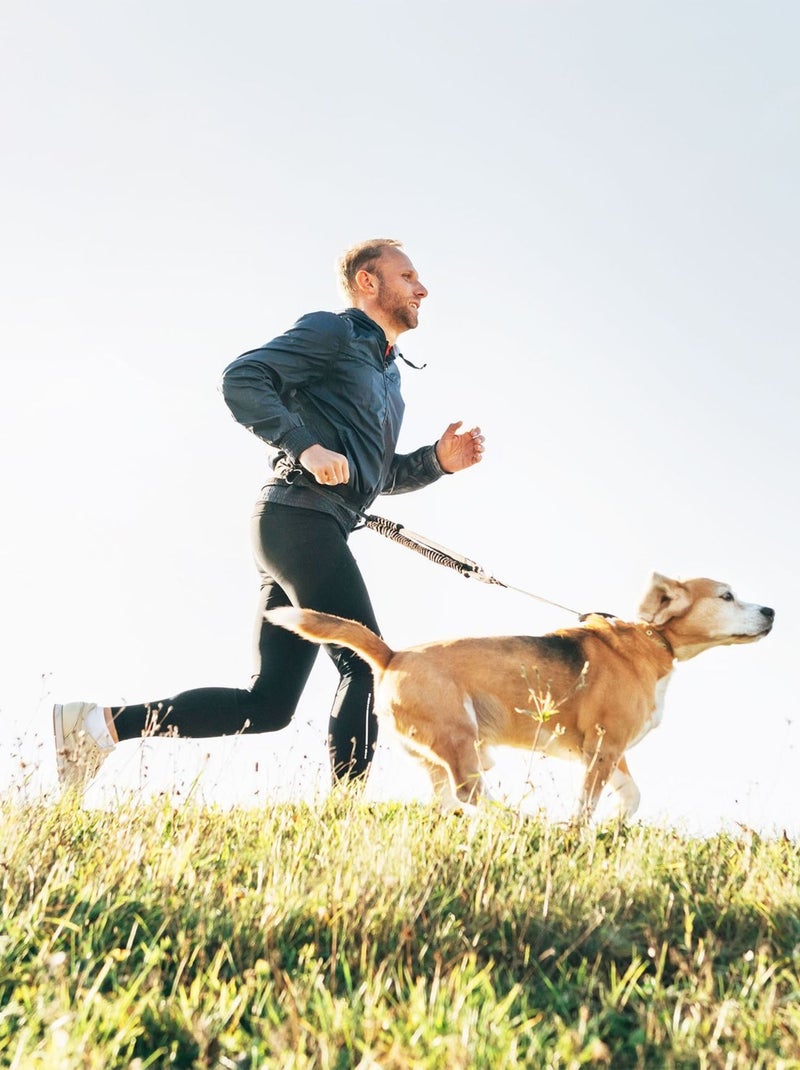 Laisse main-libre pour le cani-cross et la cani-rando Gris - Kiabi