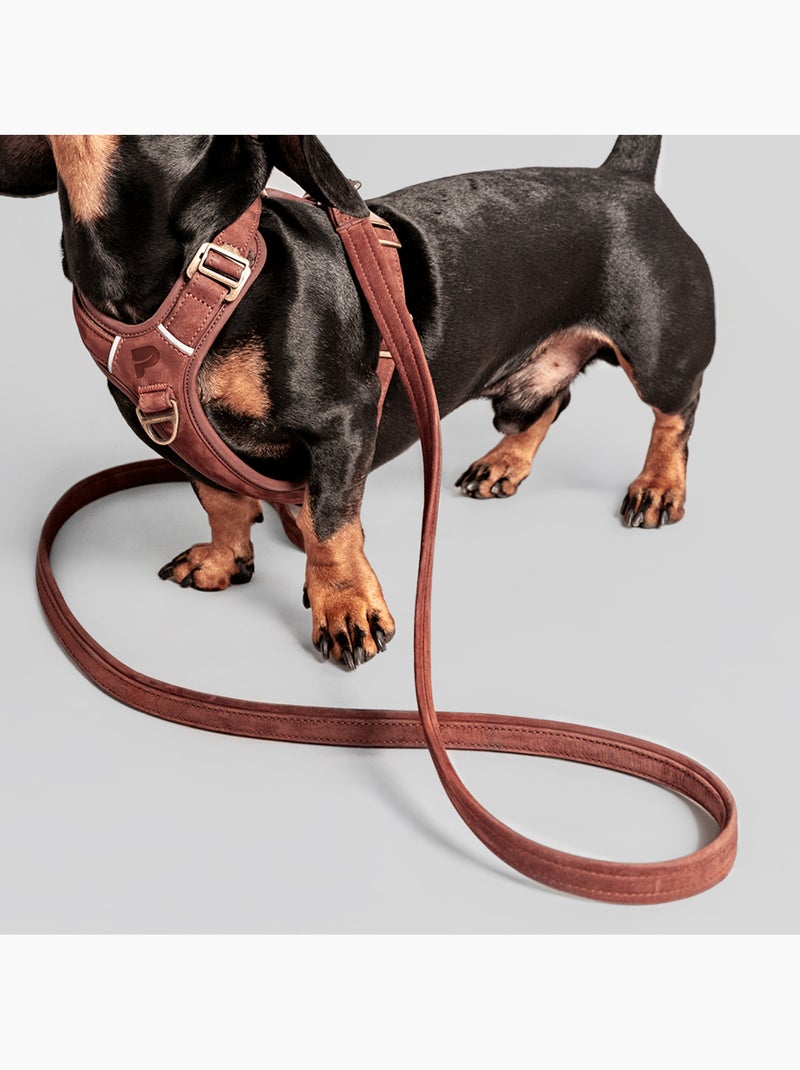 Laisse pour chien en cuir PELUVIO Regent - 1,7 m Marron - Kiabi