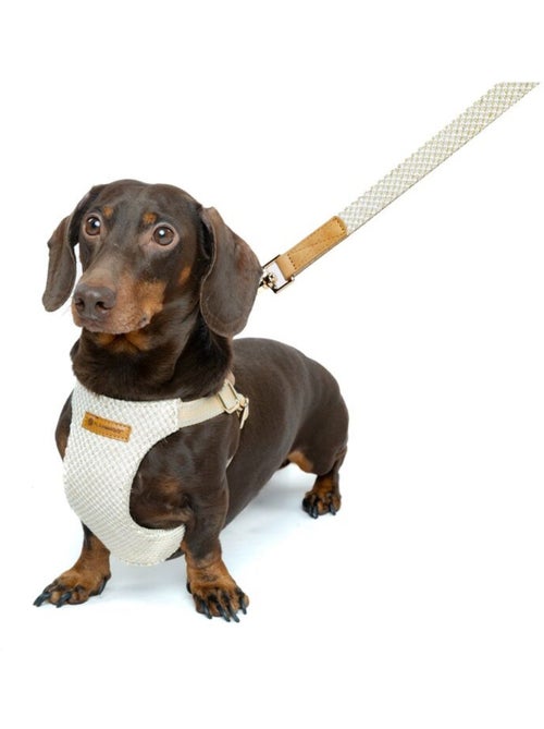 Laisse pour chien Lara - Kiabi