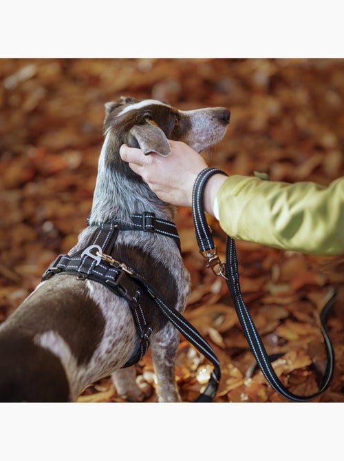 Laisse pour chien PELUVIO Amigo - 2,2 m - Légère - Kiabi