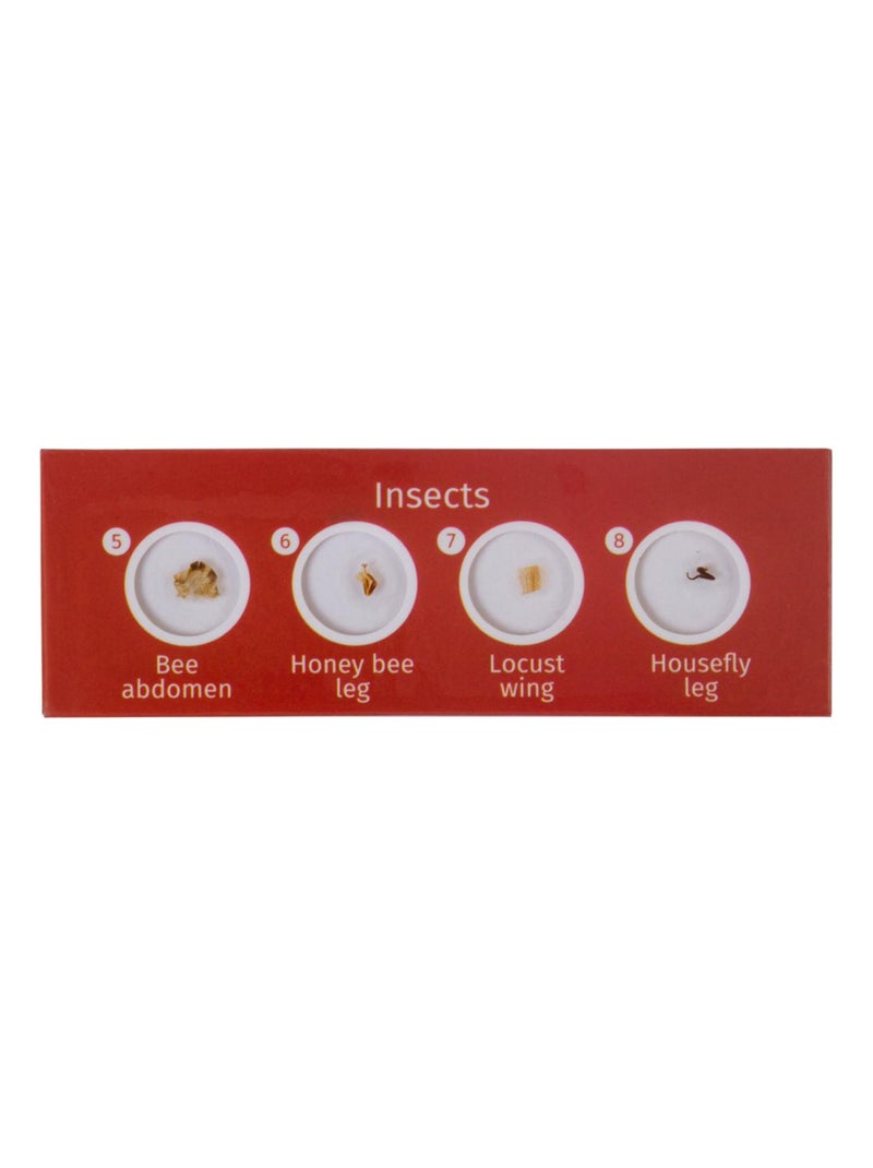 Lames pour microscopes 'Levenhuk' LabZZ C Creatures N/A - Kiabi