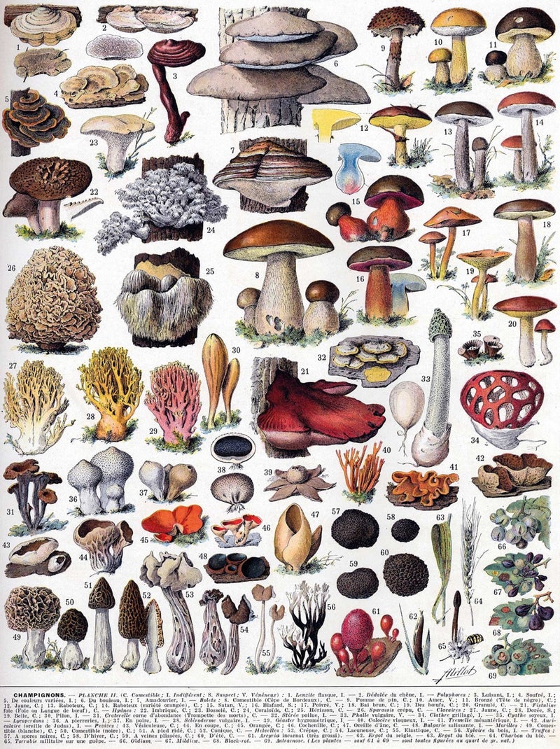 Les champignons de Millot N/A - Kiabi