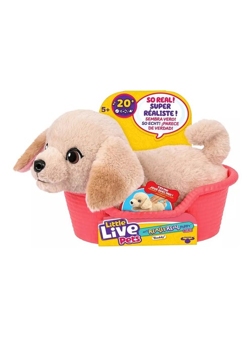 Little Live Pets Buddy le labrador - Kiabi