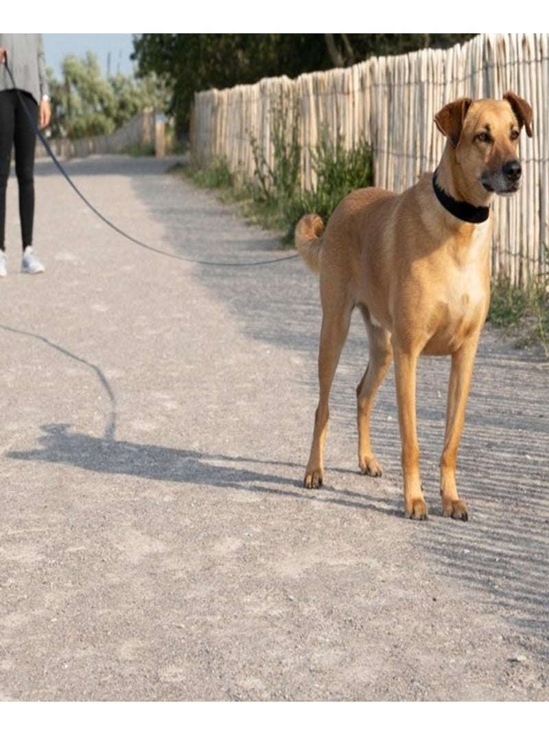Longe pour chien Noir - Kiabi