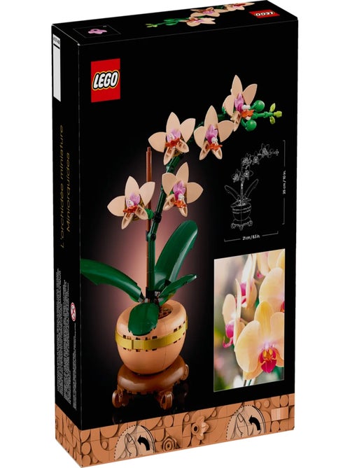 L'orchidée miniature - Kiabi
