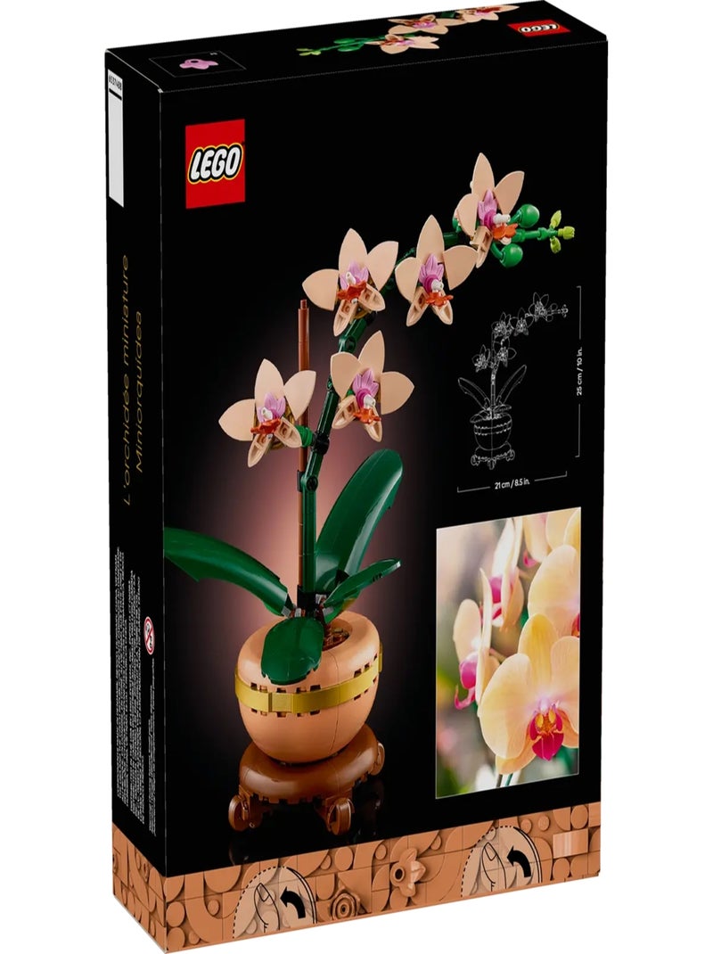 L'orchidée miniature Multicolore - Kiabi