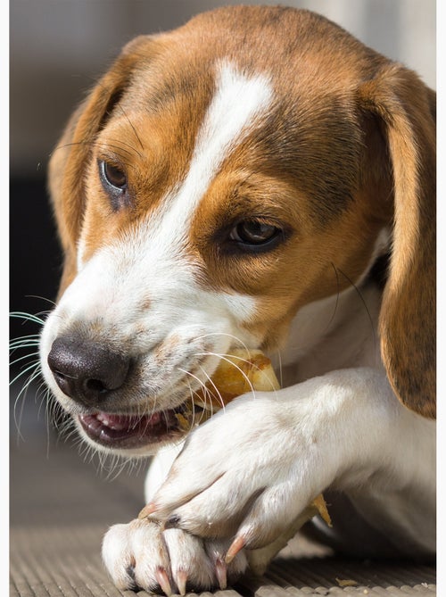 Lot de 2 os noués à mâcher 10 cm poulet - Kiabi
