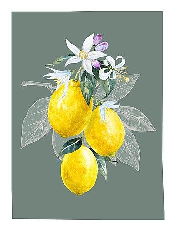 Lot de 3 Torchons Citron
