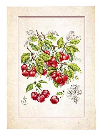 Lot de 3 torchons en coton sergé