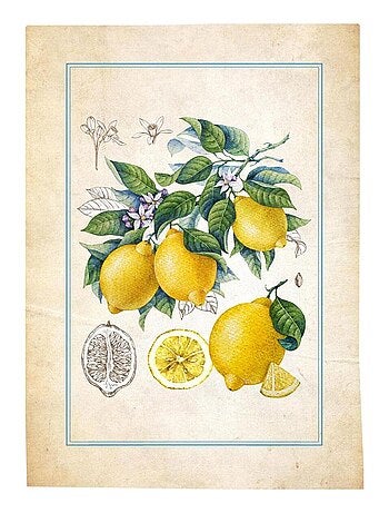 Lot de 3 torchons en coton sergé