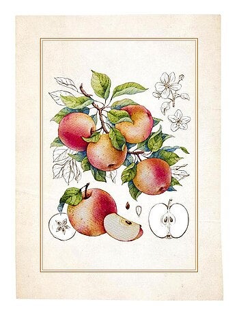 Lot de 3 torchons en coton sergé