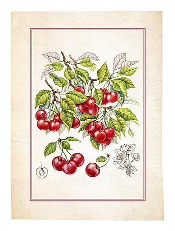 Lot de 3 Torchons Fruits