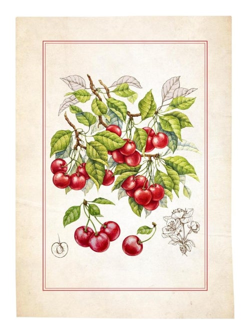 Lot de 3 Torchons Fruits - Kiabi