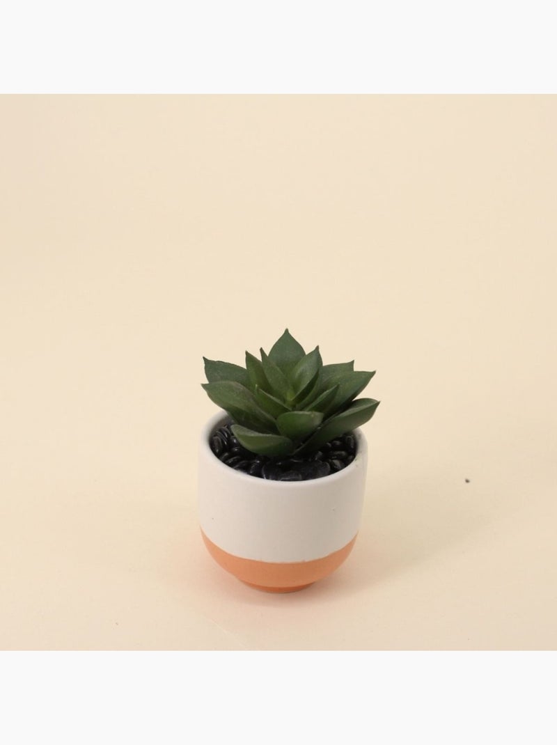 Lot de 8 plantes grasses artificielles en pot céramique Vert - Kiabi