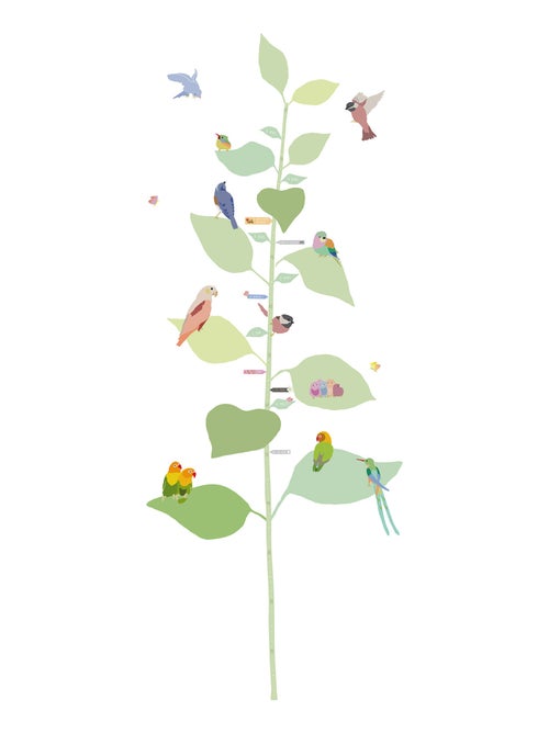 Mimi'lou - Toise With the birds - Kiabi