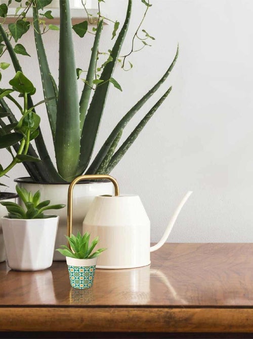 Mini cache pot en bambou pour mini succulentes - Kiabi