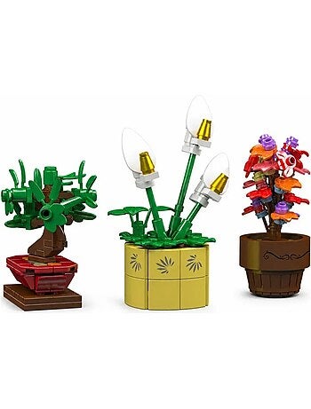 Mini plantes en pot