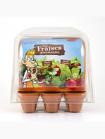 Mini-serre fraisiers