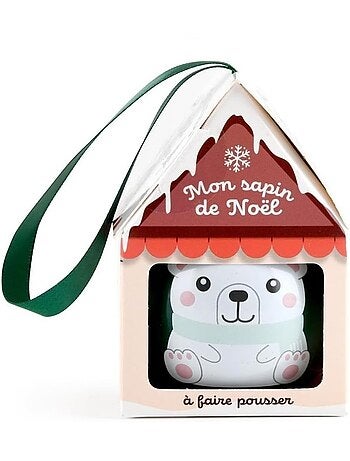 Mon sapin de Noël à faire pousser